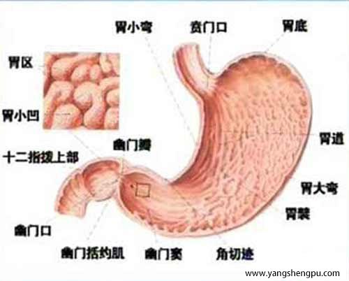 胃的结构组成