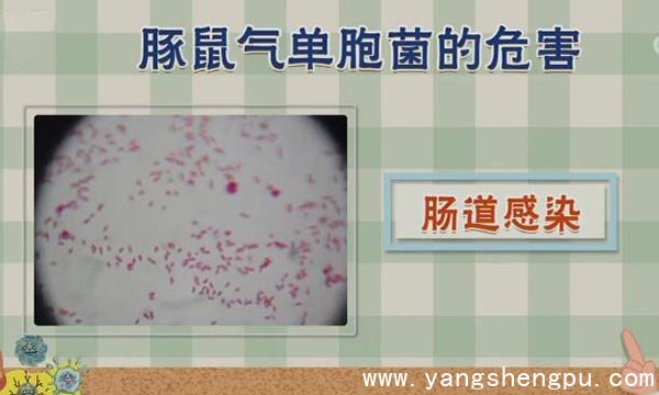 豚鼠气单胞菌