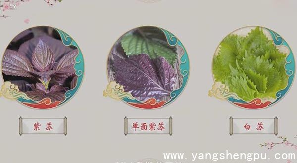 紫苏的不同品种