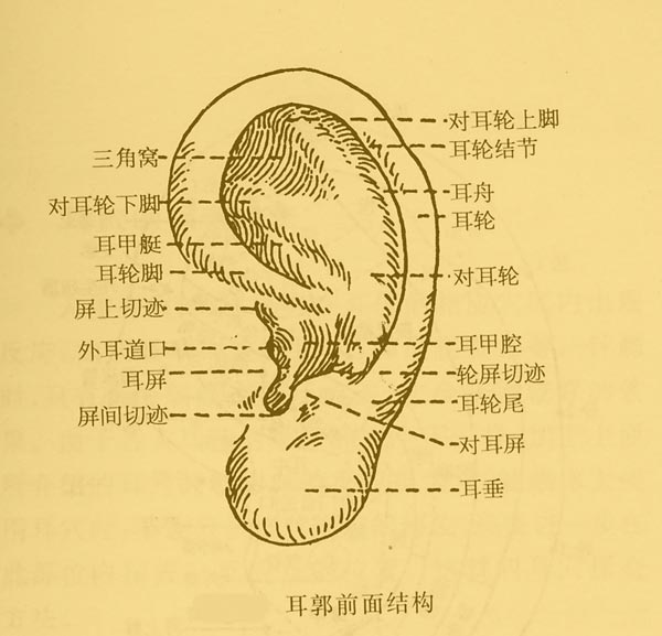 耳朵区域分布图