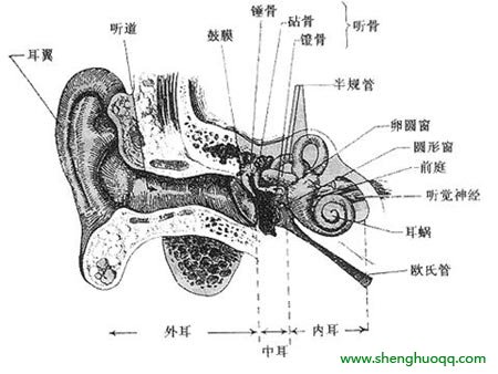 耳朵的结构图