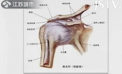 肩关节的解剖