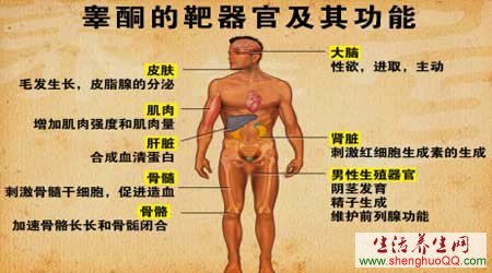 睾酮的靶器官及期功能