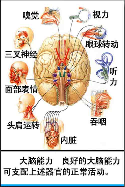 大脑结构功能图