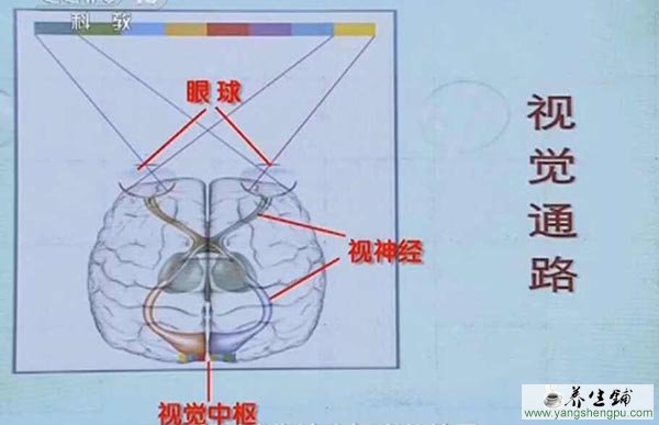 脑部的视觉通路