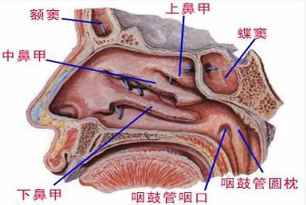 鼻窦炎位置图片
