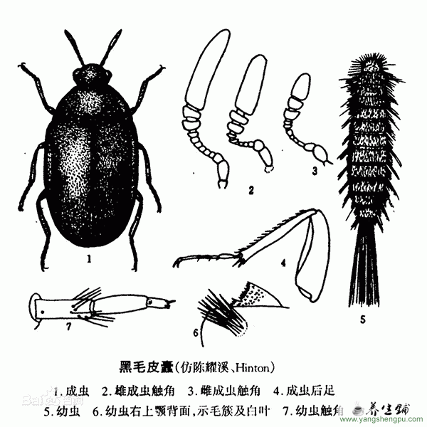 黑皮蠹的成虫和幼虫