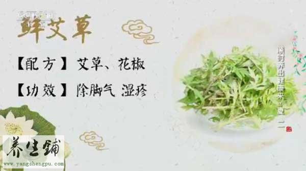 鲜艾草