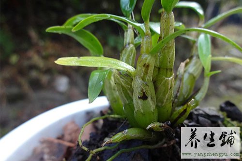 种植石斛