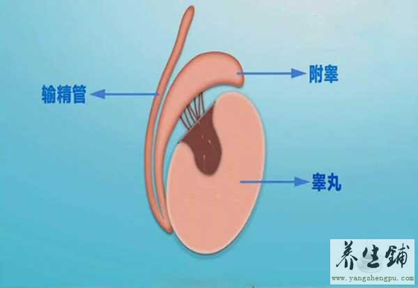 睾丸结构