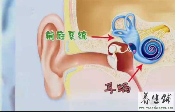 耳蜗和前庭系统