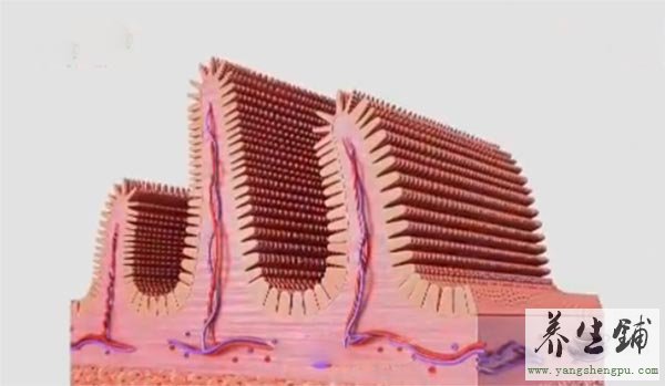 肠绒毛的示意图