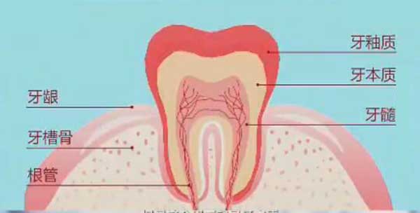牙齿结构