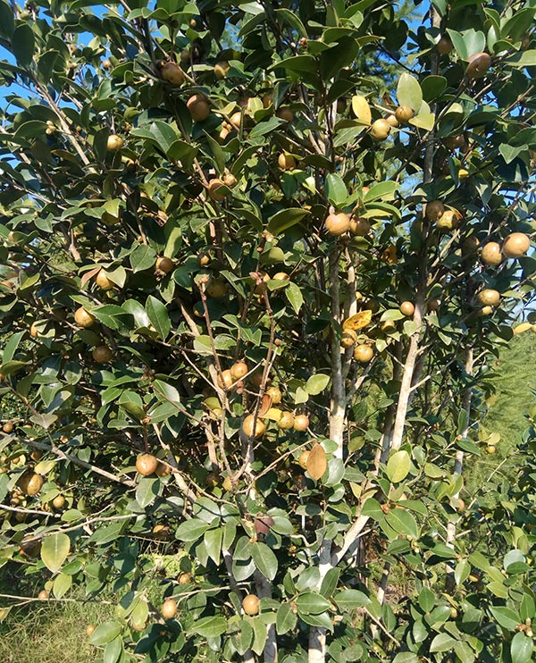 野茶树