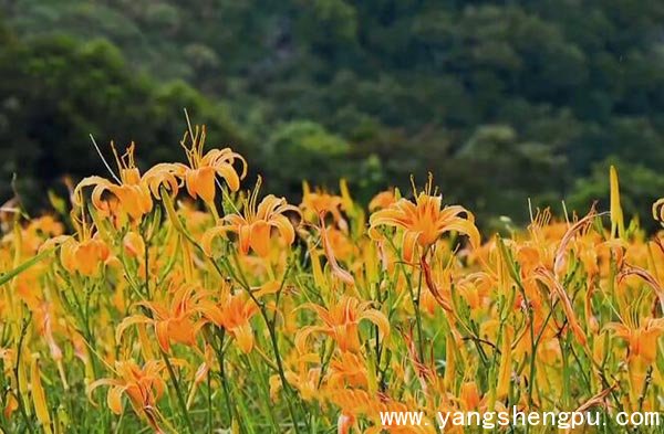 黄花菜