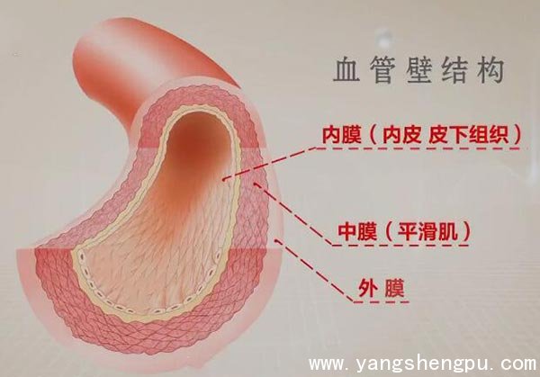 血管的结构