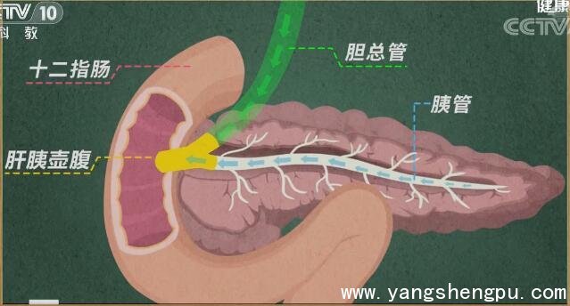 胰腺的结构图