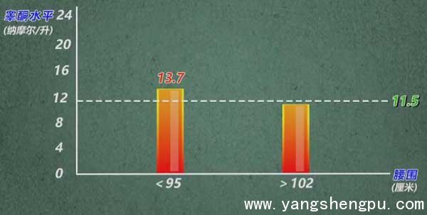 腰围大小与雄激素的关系