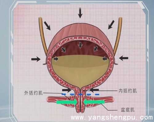 人体排尿的原理