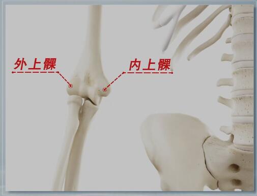 肱骨从上到下不是一条直棍,到末端时有两个突起,外侧叫外上髁,内侧叫