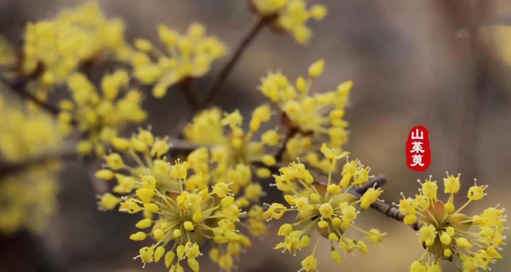 山茱萸的花