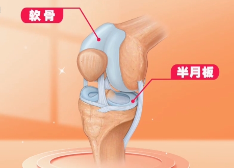 膝关节的结构