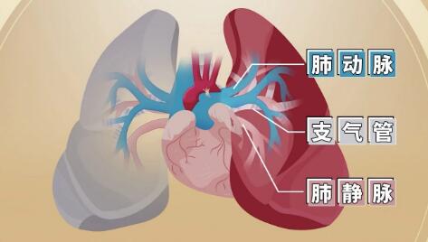 肺部结构
