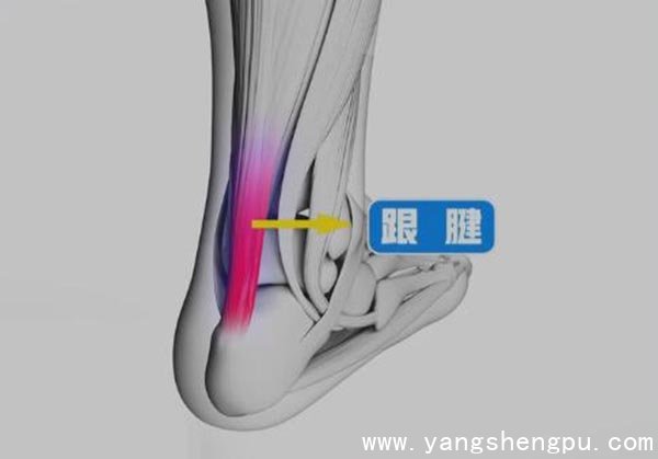 跟腱的位置